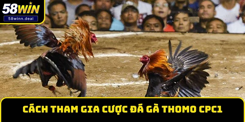 Cách tham gia xem và cá cược đá gà Thomo CPC1 Cách tham gia xem và cá cược đá gà Thomo CPC1