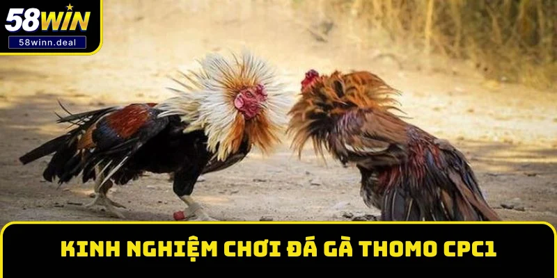 Một số kinh nghiệm chơi đá gà Thomo CPC1 Một số kinh nghiệm chơi đá gà Thomo CPC1
