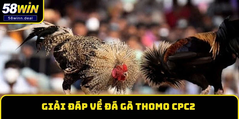 Giải đáp về đá gà Thomo CPC2 Giải đáp về đá gà Thomo CPC2